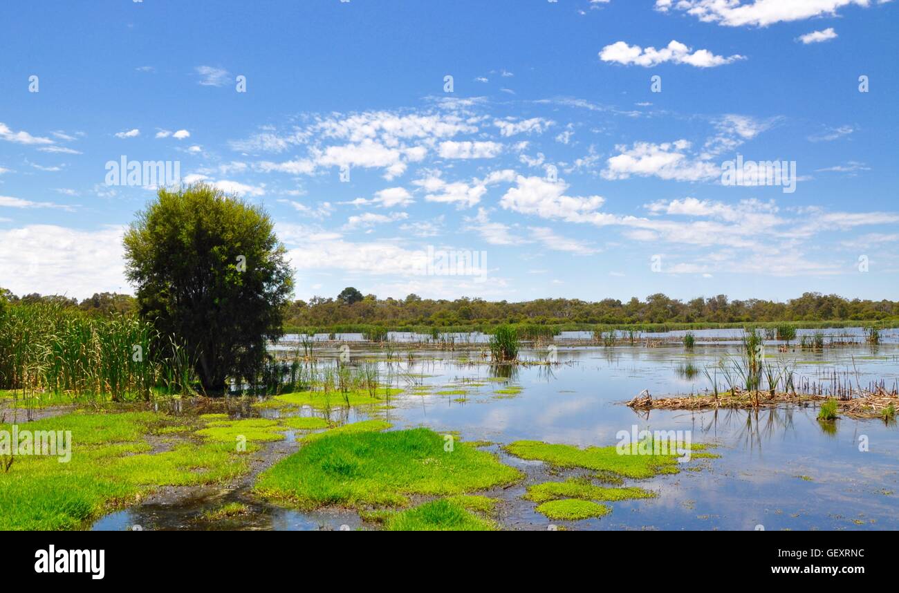 Trees, mudflats and floating vegetation in the calm wetland lake under a blue sky with clouds in Bibra Lake,Western Australia Stock Photo