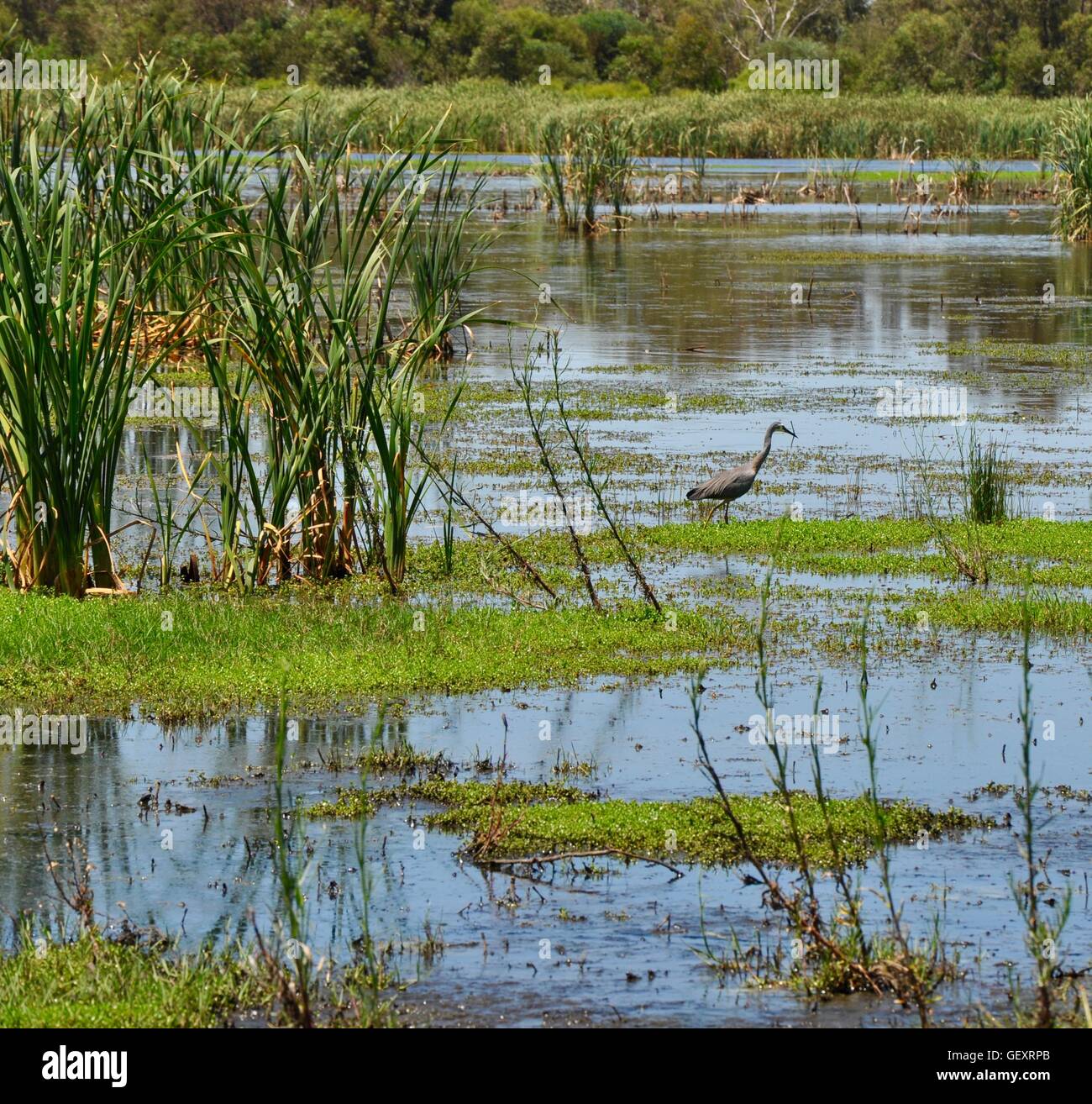 White-faced grey heron wading in the mudflats and reeds at the Beelier Wetlands in Bibra Lake, Western Australia. Stock Photo