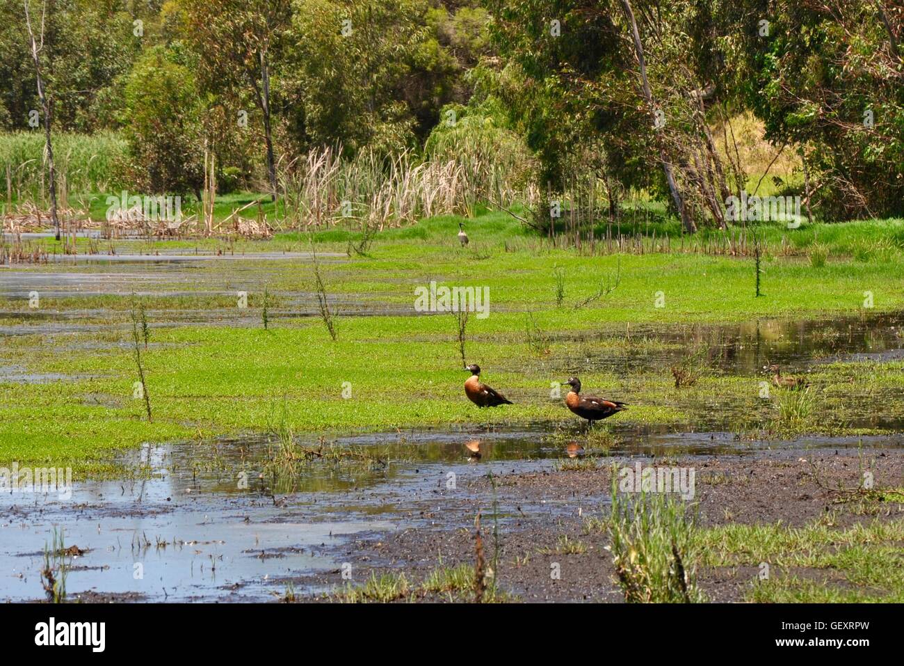 Two Australian shelducks with pacific black duck and Ibis in the Beelier Wetlands with floating vegetation in Western Australia Stock Photo
