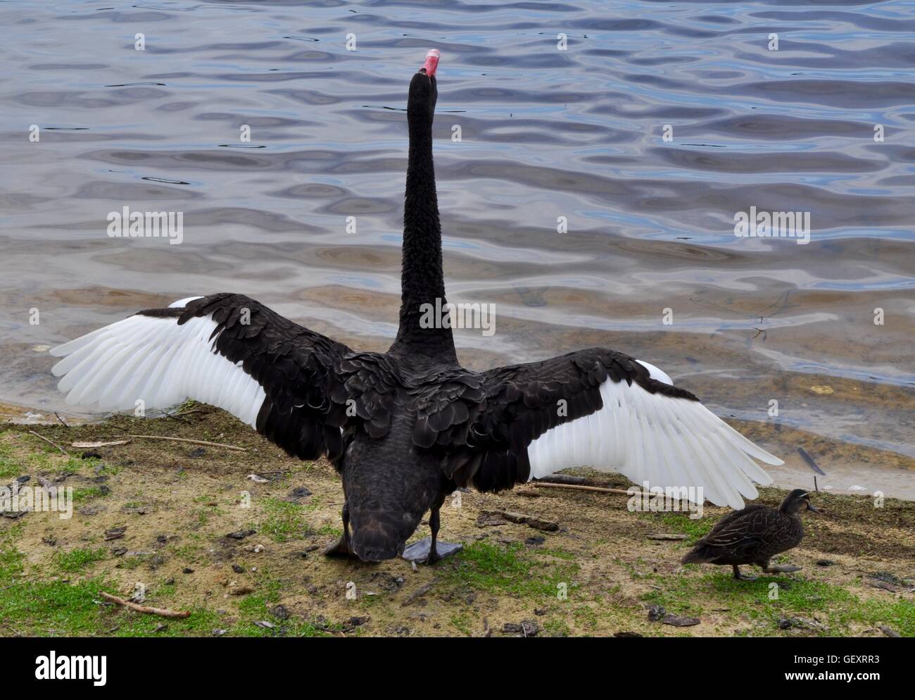 Australian Black Swan with wings outstretched standing at the edge of Bibra Lake with calm water in Western Australia. Stock Photo