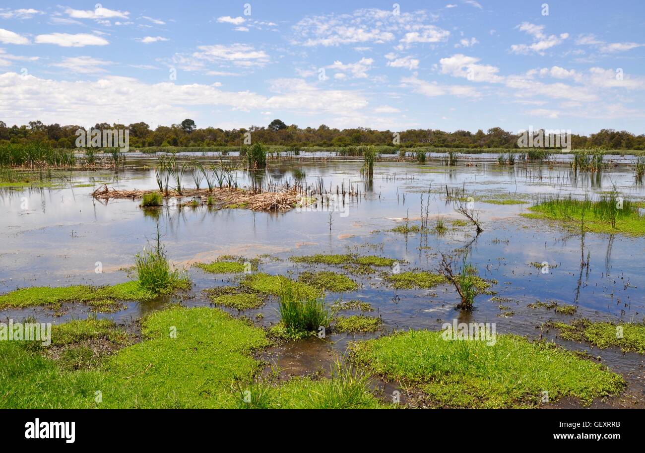 Green floating vegetation with reeds and mudflats in the peaceful wetland lake in Bibra Lake, Western Australia. Stock Photo
