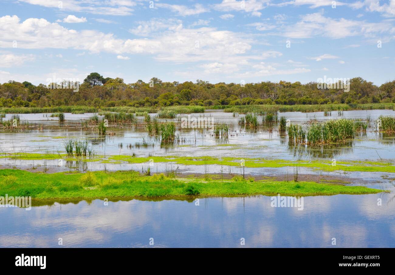 Mudflats, reeds, floating vegetation and native trees surrounding the peaceful lake in the Beelier Wetlands in Western Australia Stock Photo