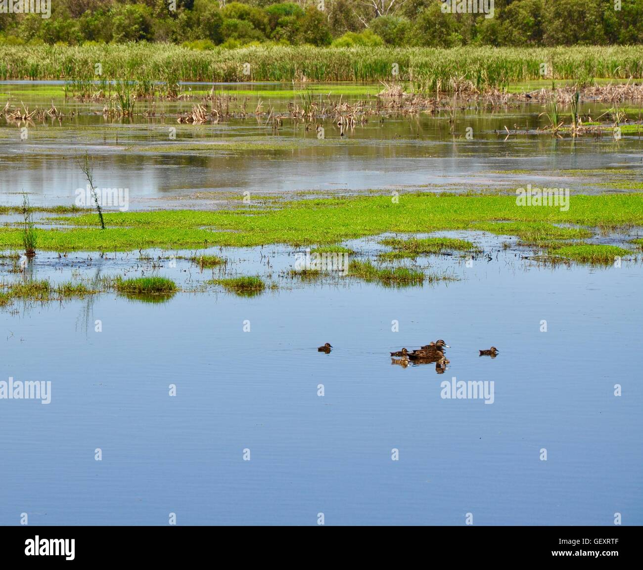 Family of pacific black ducks swimming in the Beelier Wetlands with floating vegetation in Bibra Lake, Western Australia. Stock Photo