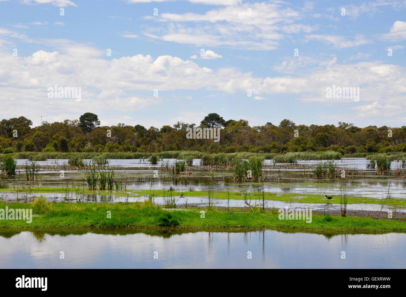 Floating wetland mudflats and reeds with purple swamp hen surrounded by lush native flora in Bibra Lake, Western Australia. Stock Photo