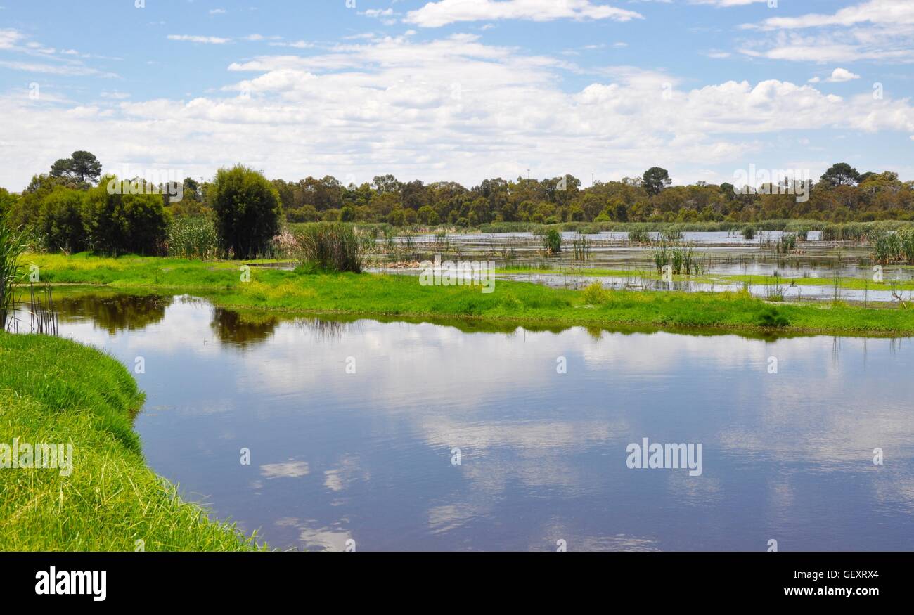 Peaceful green landscape at the Beelier Wetlands with lake reflections and floating vegetation in Bibra Lake, Western Australia. Stock Photo