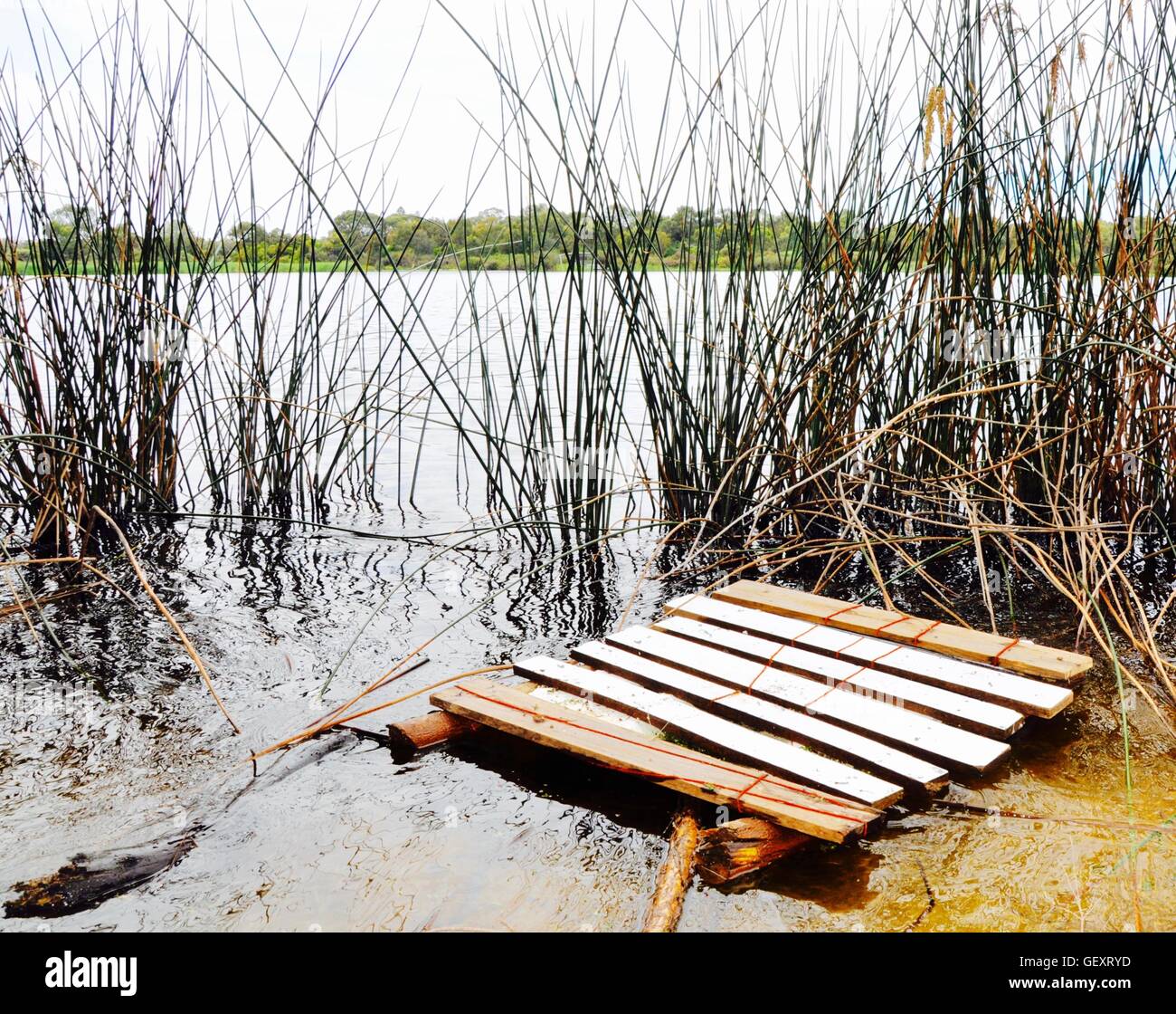 Industrial wooden painted pallet floating with the tall grasses in the wetland at Bibra Lake in Western Australia. Stock Photo