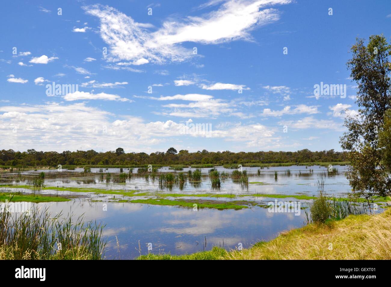 Floating wetland vegetation with reeds, mudflats and treed border at the Beelier Wetlands in Bibra Lake, Western Australia. Stock Photo
