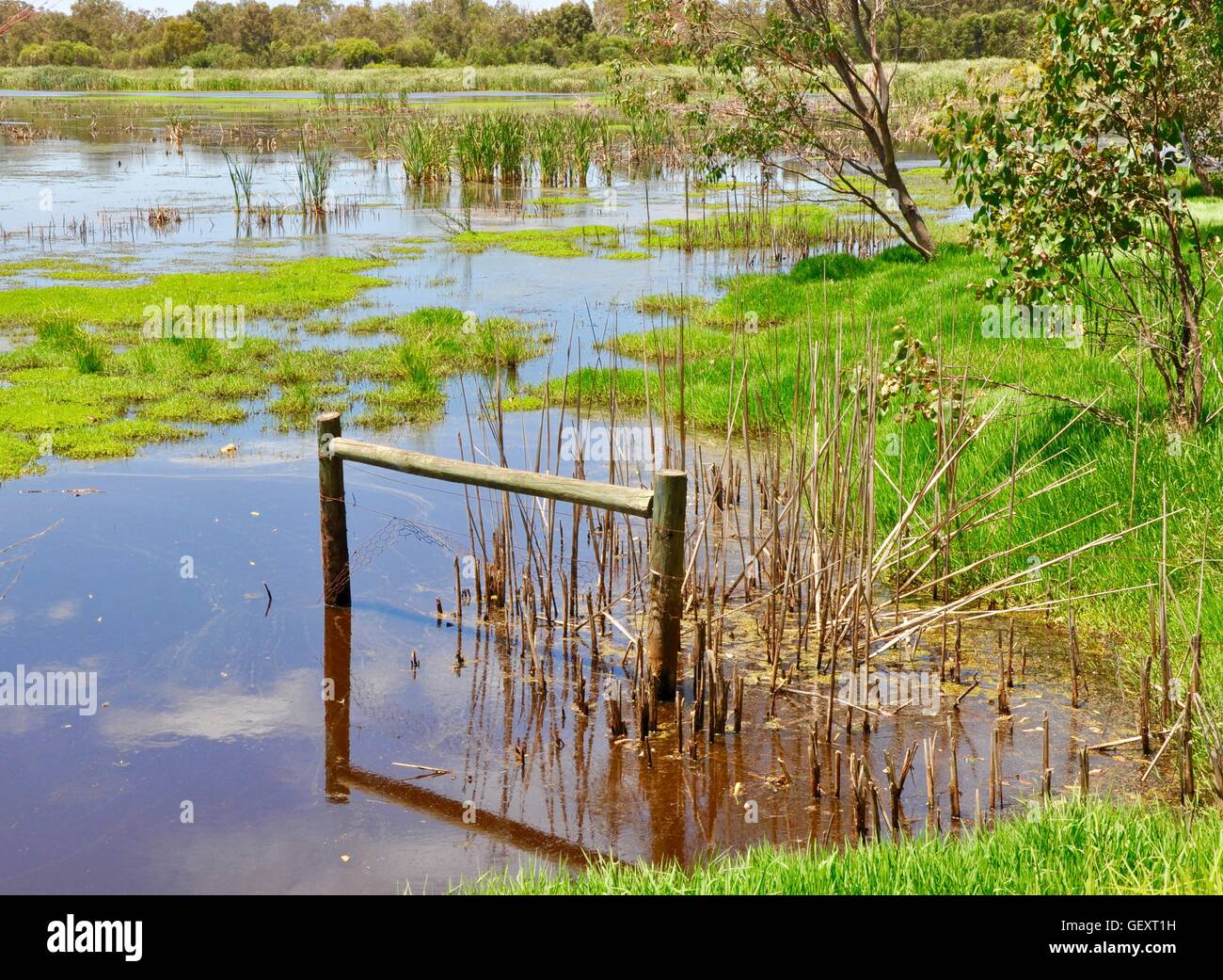 Single wooden fence post in the calm waters at the Bibra Lake wetland reserve with lush floating vegetation in Western Australia Stock Photo