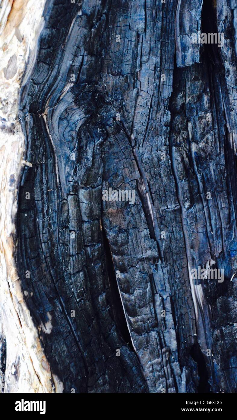Closeup abstract of burnt tree bark texture with rough black surface in