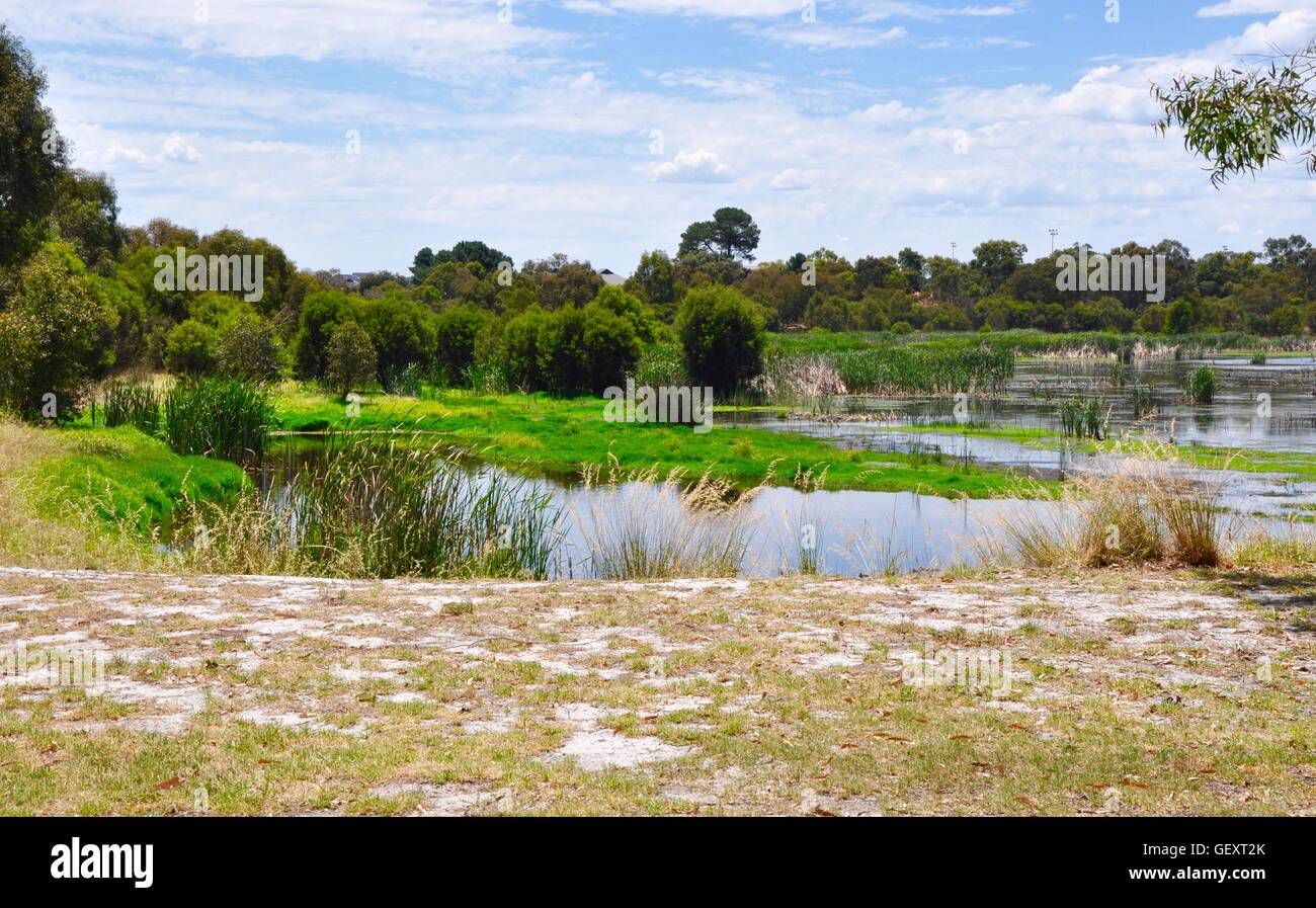 Lush, green Bibra Lake wetland reserve with calm waters under a blue sky in Western Australia. Stock Photo