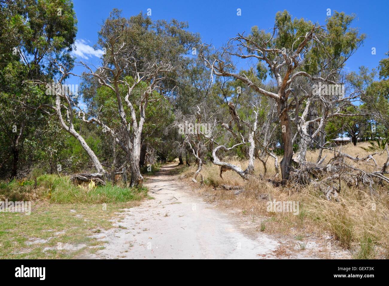 Sandy path through the tall native trees at the Bibra Lake wetland reserve in Western Australia. Stock Photo