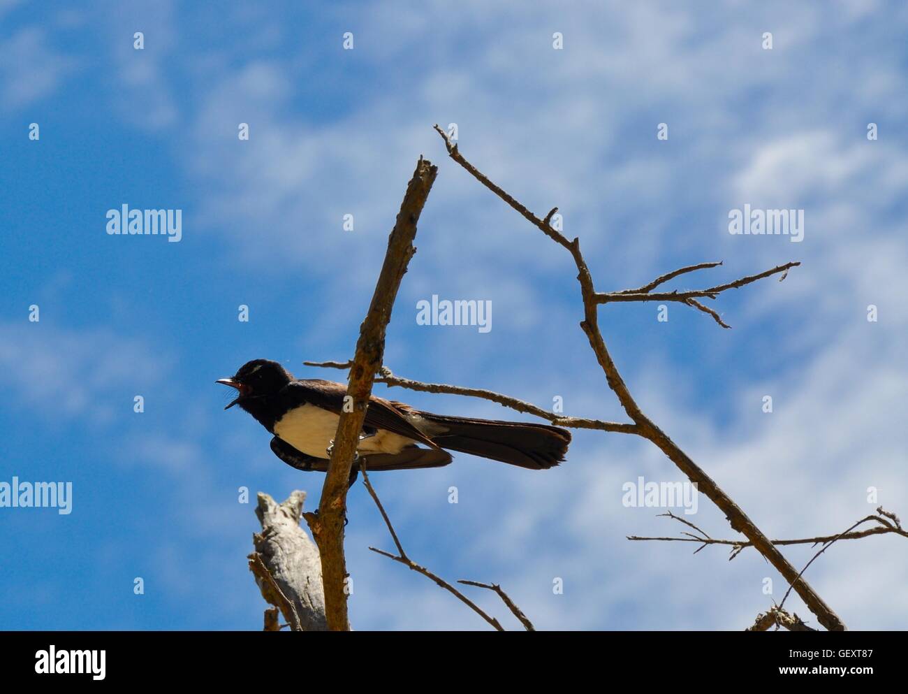 Lone willy wagtail bird isolated and calling out on a leafless tree branch with a blue sky