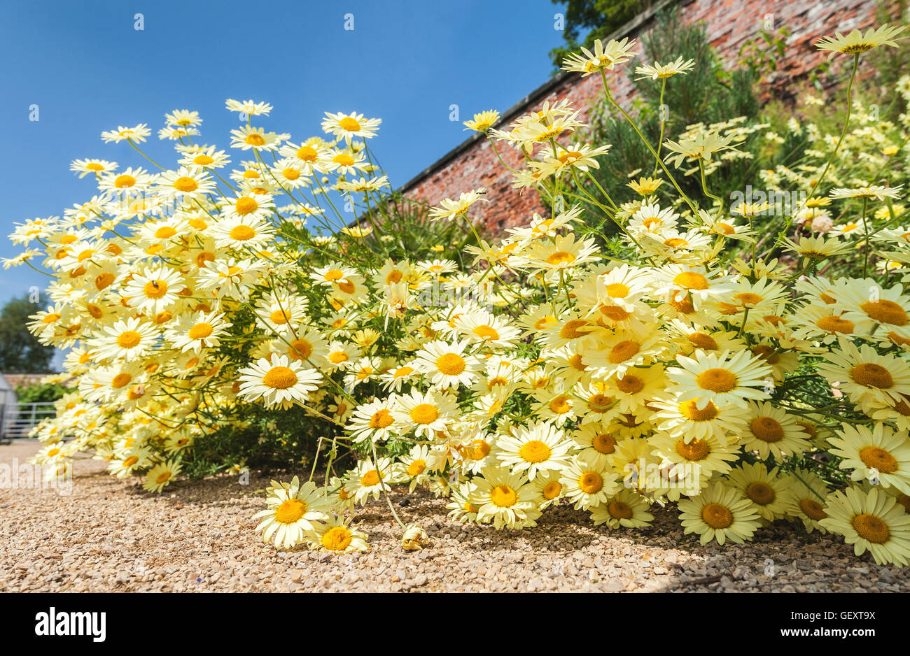 Daisies at Helmsley walled garden. Stock Photo