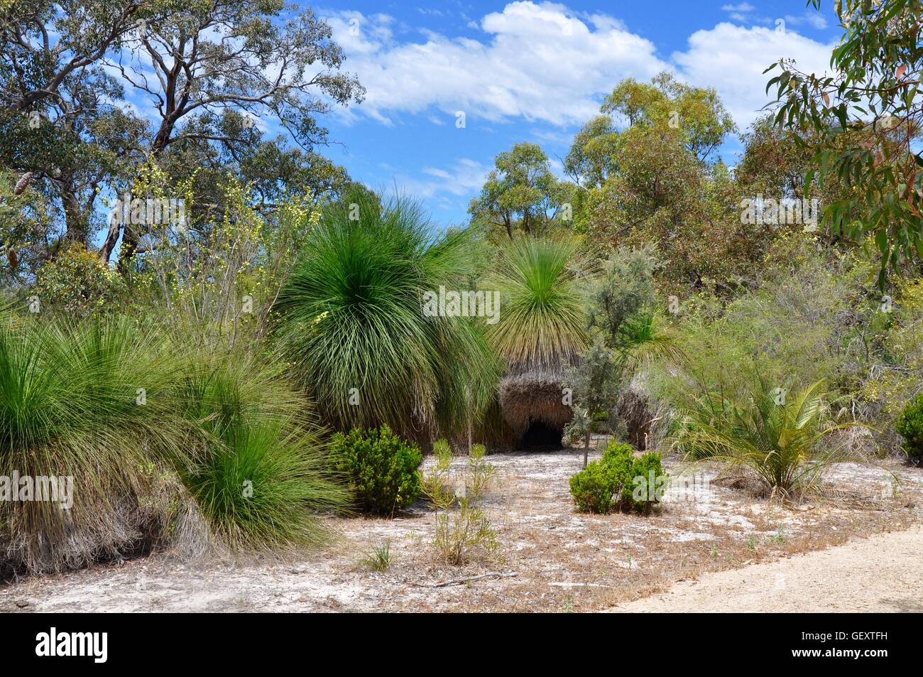 Spiky, green needles of the unique yakka grass trees with lush greenery in the bushland reserve in Bibra Lake, Western Australia Stock Photo