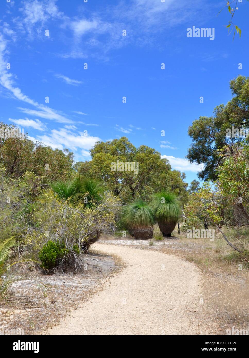 Winding sandy pedestrian path through the lush, green bushland in the Bibra Lake reserve under a blue sky in Western Australia. Stock Photo
