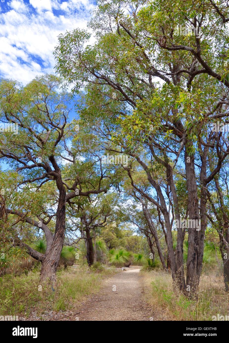 Tall trees border a sandy trail through the native bushland with yakka trees under a blue sky with clouds in Western Australia. Stock Photo
