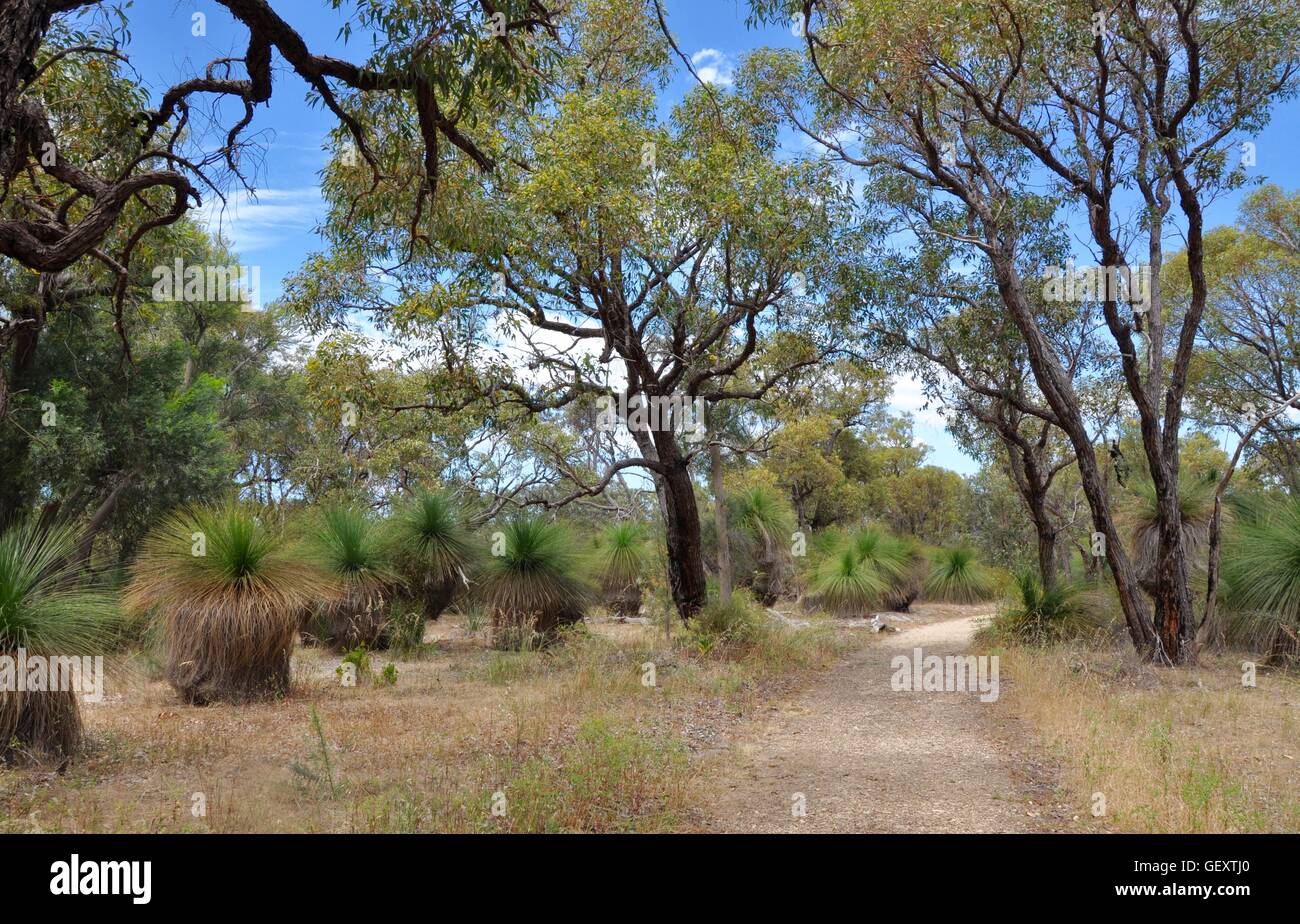 Bushland sandy path with tall trees and spiky yakka grass trees in the Bibra Lake reserve in Western Australia under a blue sky. Stock Photo