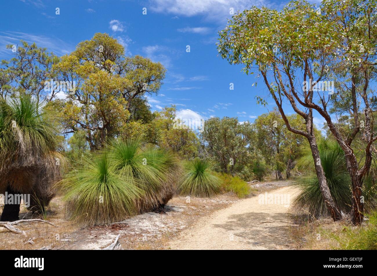 Sandy trail through the lush native flora with tall trees and grass trees in the bushland at Bibra Lake in Western Australia. Stock Photo