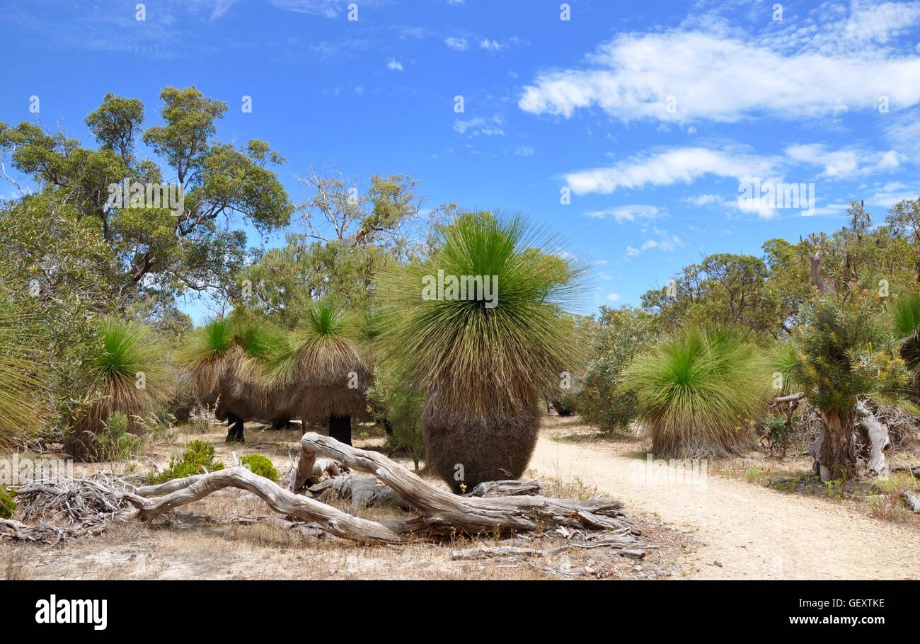 Path through the Bibra Lake reserve native bushland with fallen logs, grass trees and native flora in Western Australia. Stock Photo