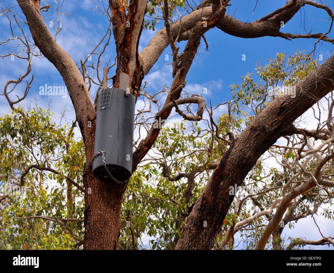 Gardener's tools hanging in cylindrical box in bushland tree at the Bibra Lake reserve under a blue sky in Western Australia. Stock Photo