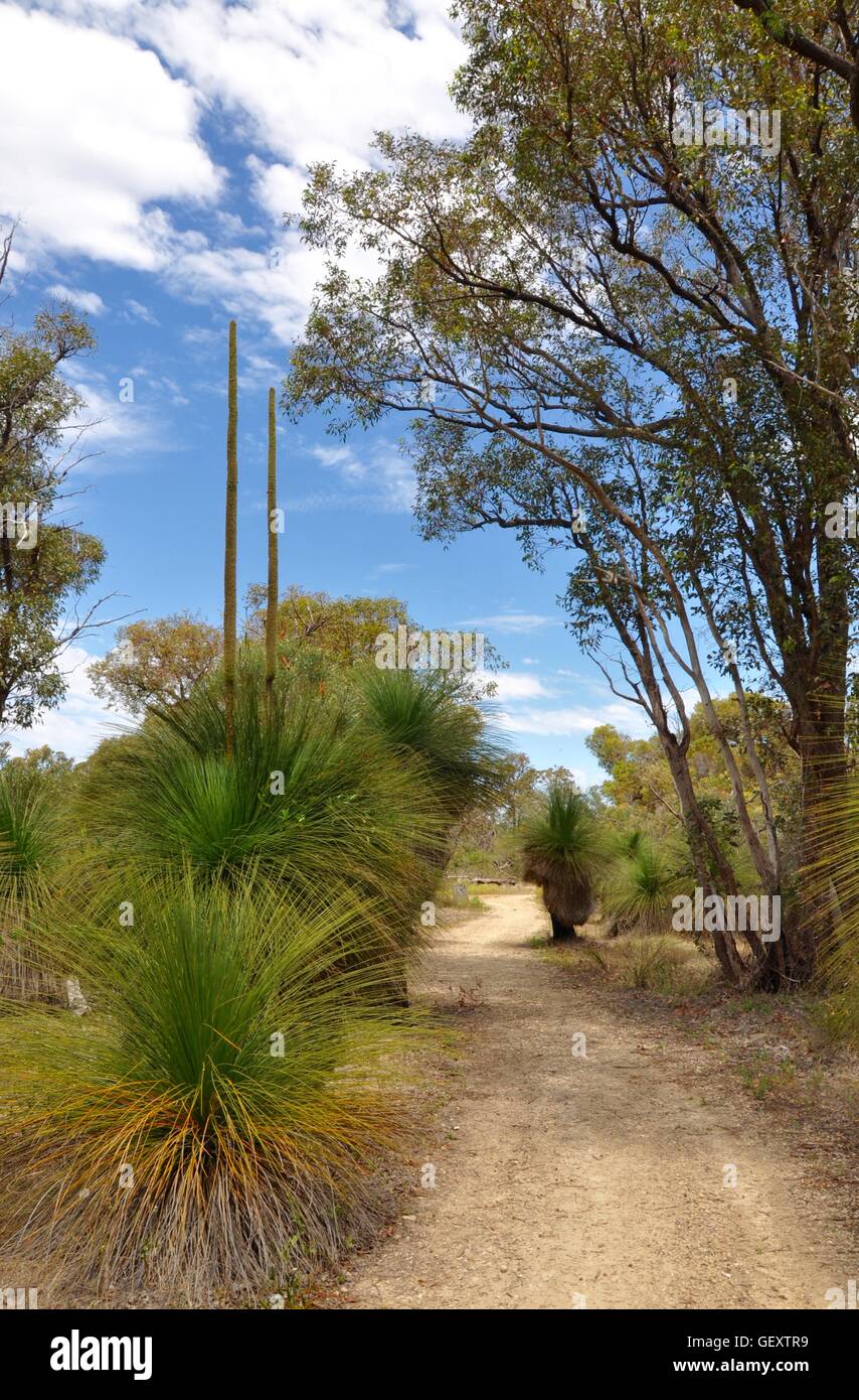 Path through native bushland with spiky yakka trees and tall trees under a blue cloudy sky in Bibra Lake, Western Australia. Stock Photo