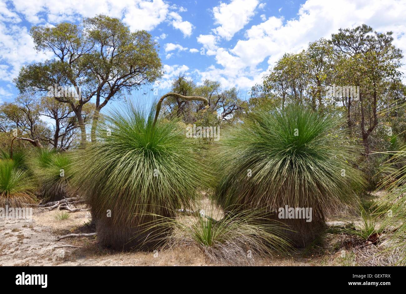 Spiky yakka, or grass, trees in the Bibra Lake Reserve natural bushland area under a blue sky with clouds in Western Australia. Stock Photo