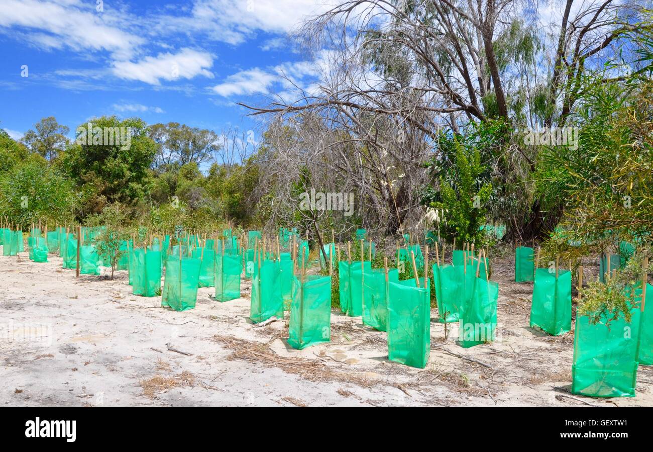 Plastic green bags surround new plantings in the Bibra Lake conservation reserve in native bushland in Western Australia. Stock Photo
