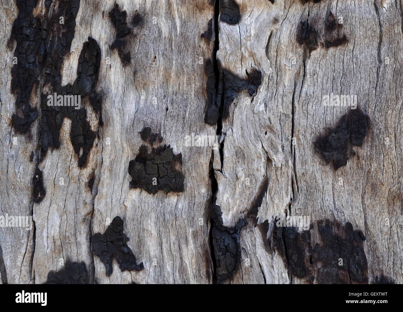 Closeup of unique burnt tree bark texture with gray background and