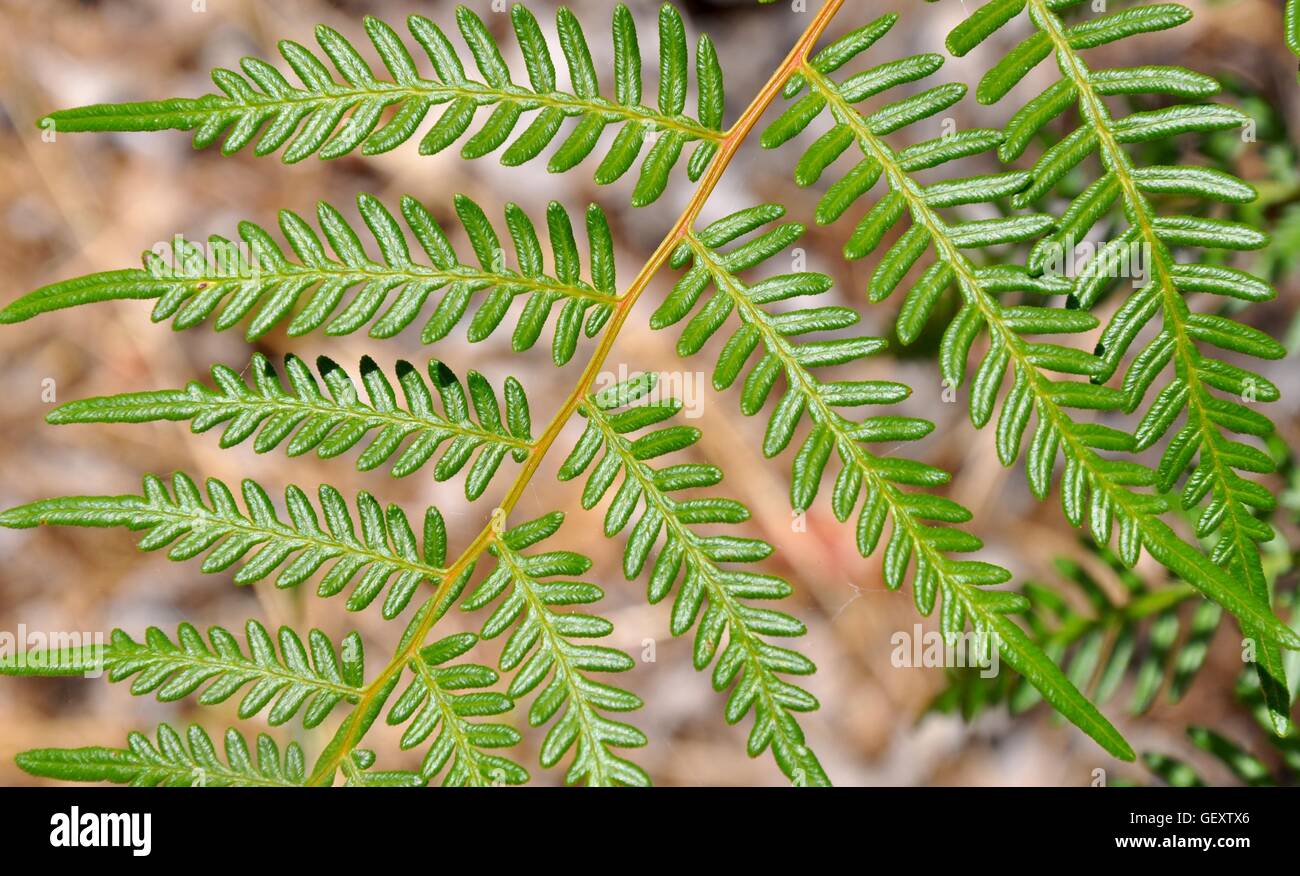 Closeup of green, waxy fernlike evergreen shrub leaves native to