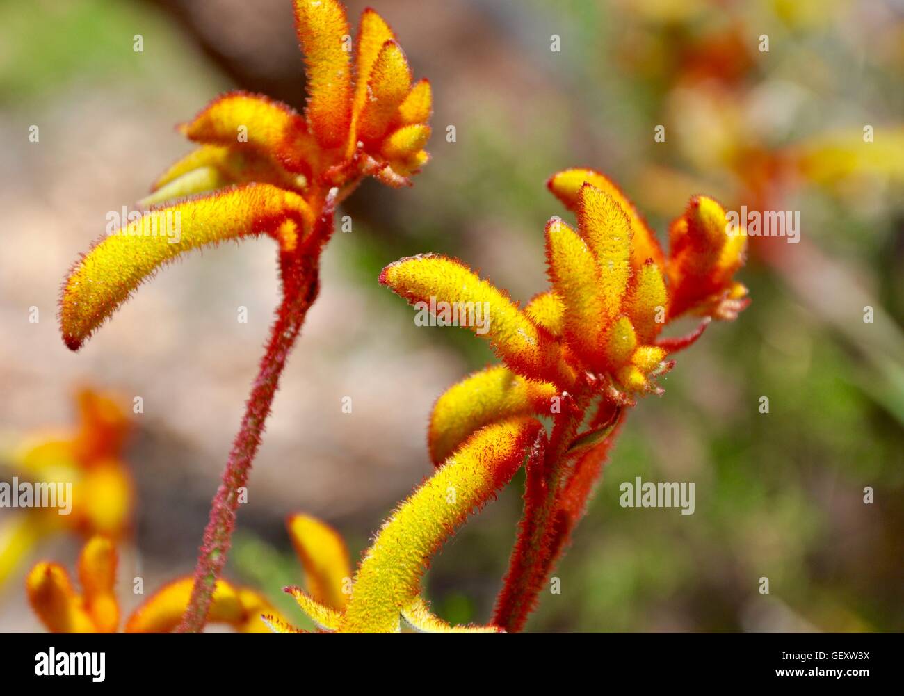 Kangaroo Paw plants with bright red and yellow velvety clawlike