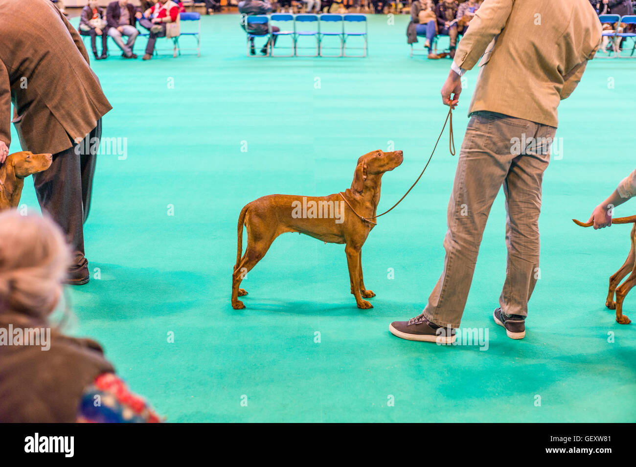 The Crufts Dog Show held every year at the NEC exhibition venue in