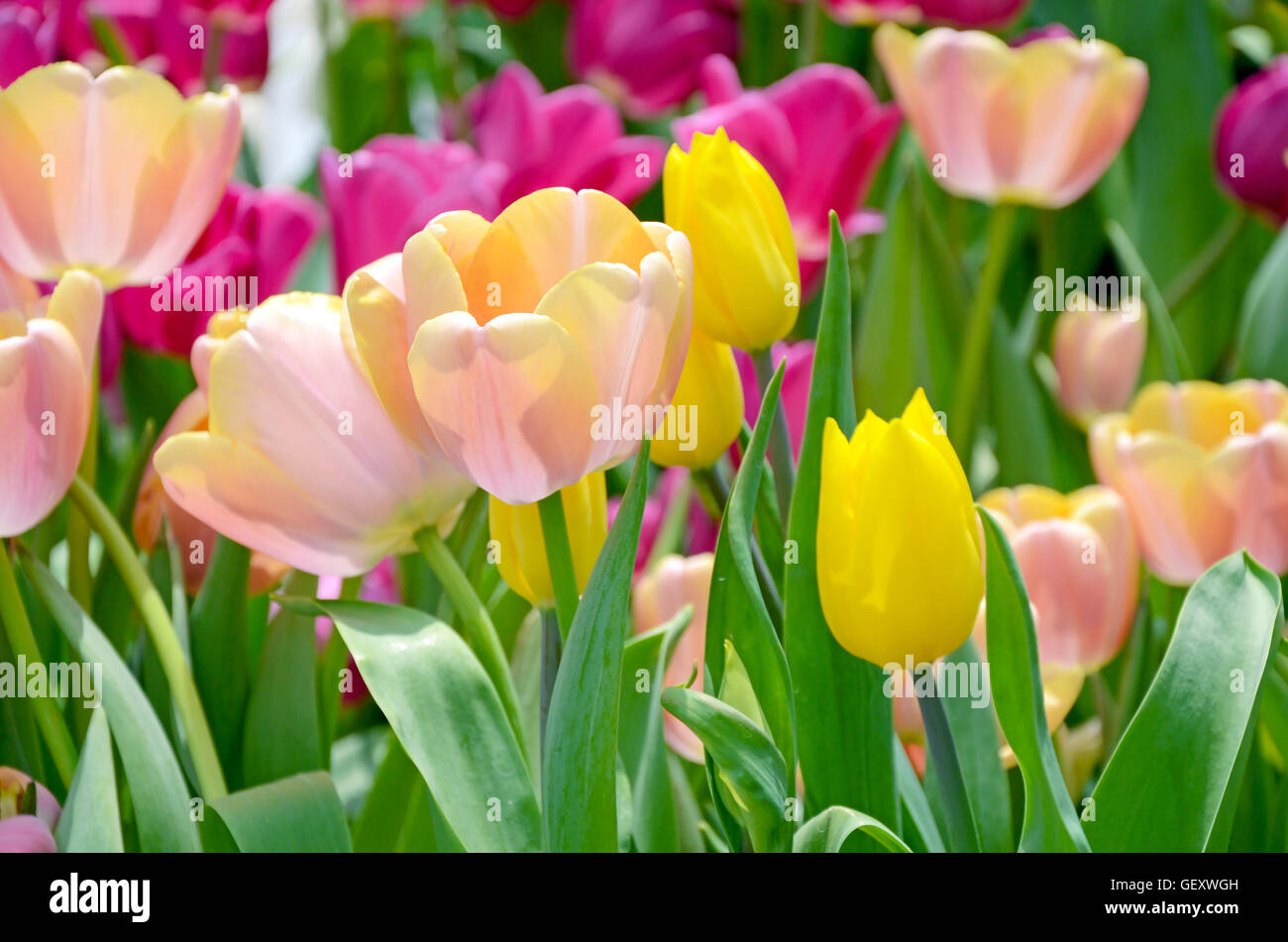 Blossom tulip in the spring garden with natural light and soft background. Stock Photo