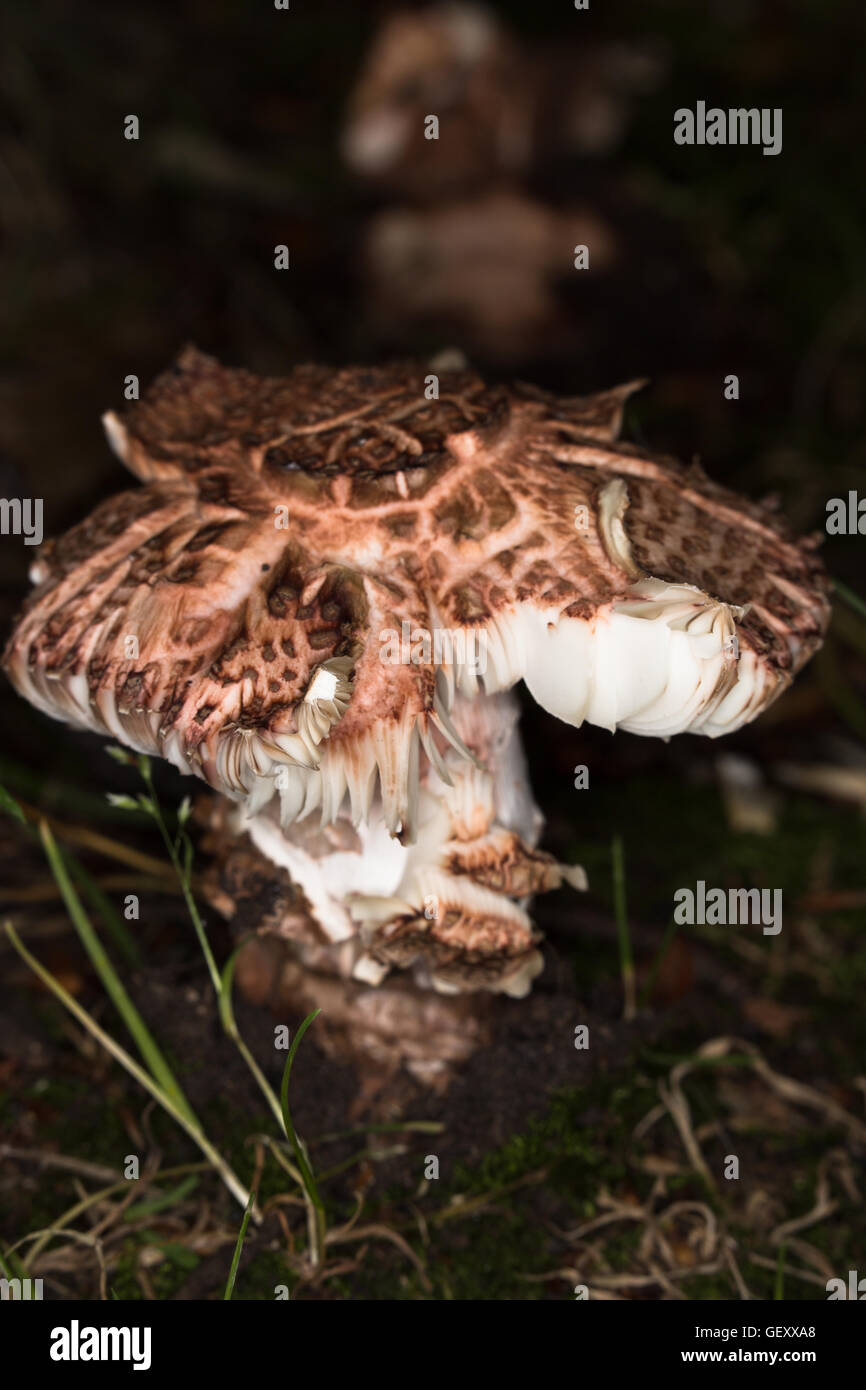 A macro image of a damaged wild mushroom, possibly a Booted Knight, (Tricholoma focale) taken around Durham, England. Stock Photo