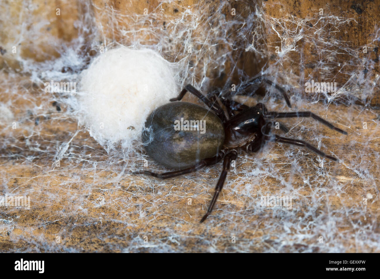 39 Lace Web Spider Stock Photos, High-Res Pictures, and Images