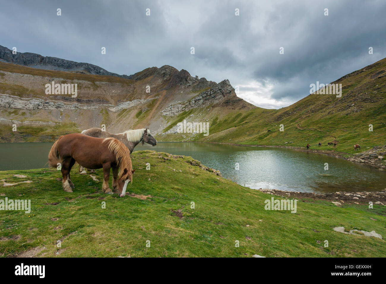 Ponies grazing in the Pyrenees. Stock Photo