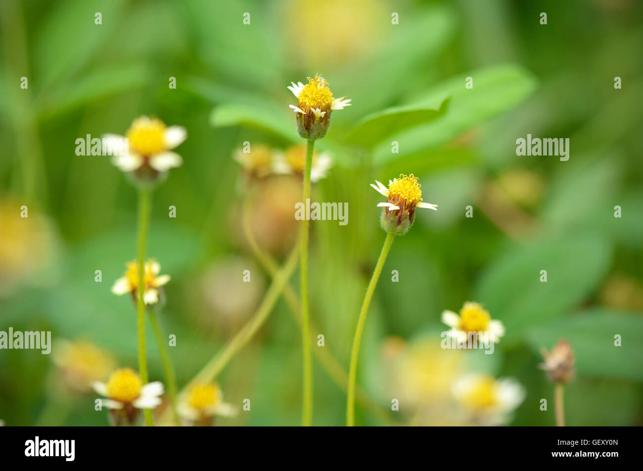 Maxican daisy flowers (Tridax procumbens (L.) L.) on natural green background. Stock Photo