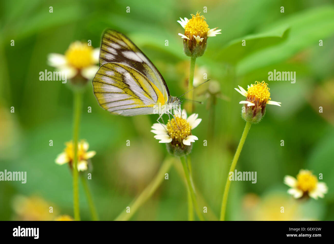 Small butterfly on Mexican daisy flower with natural green background. Stock Photo