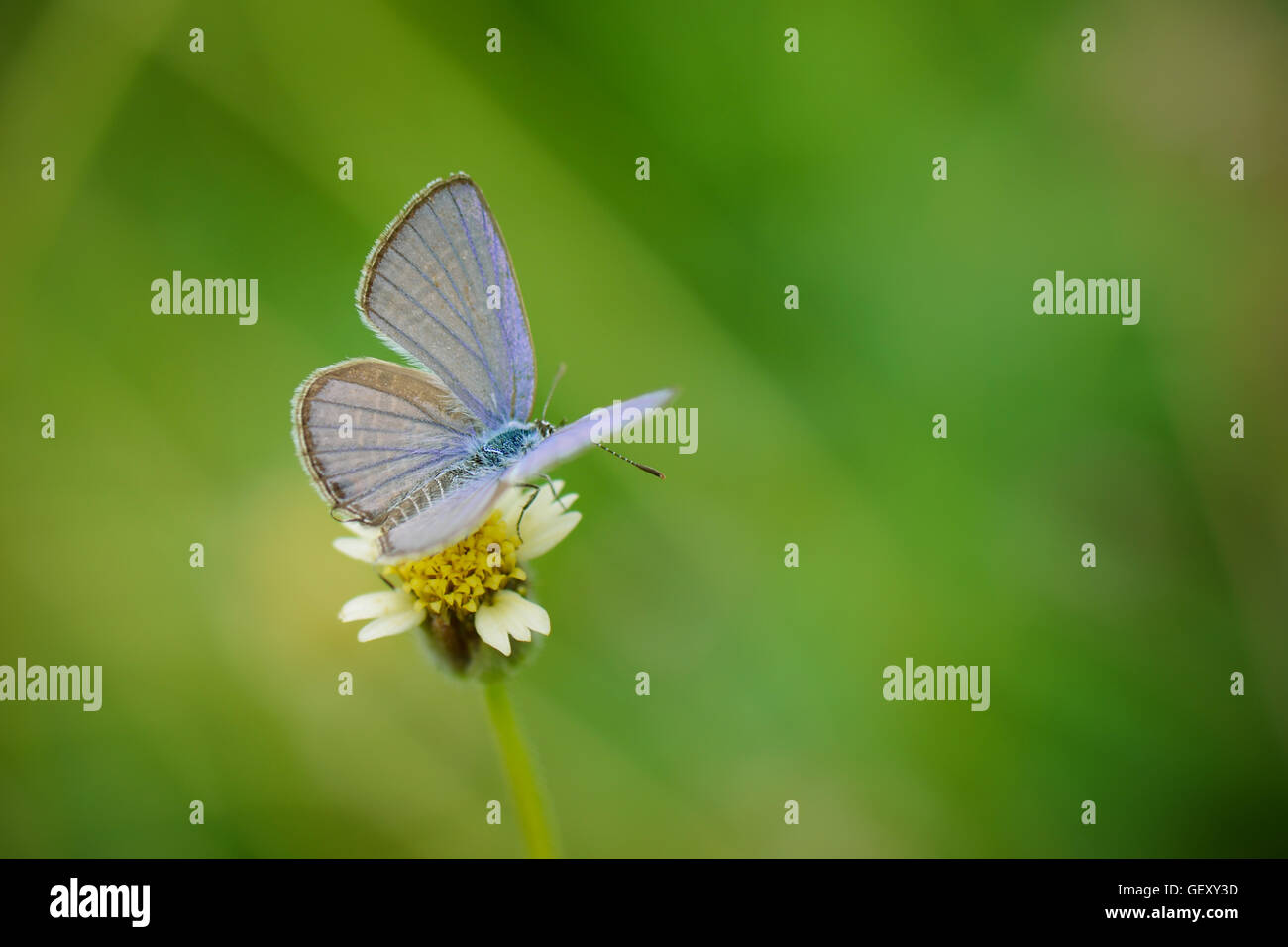 Small butterfly on small flower with natural green background. Stock Photo