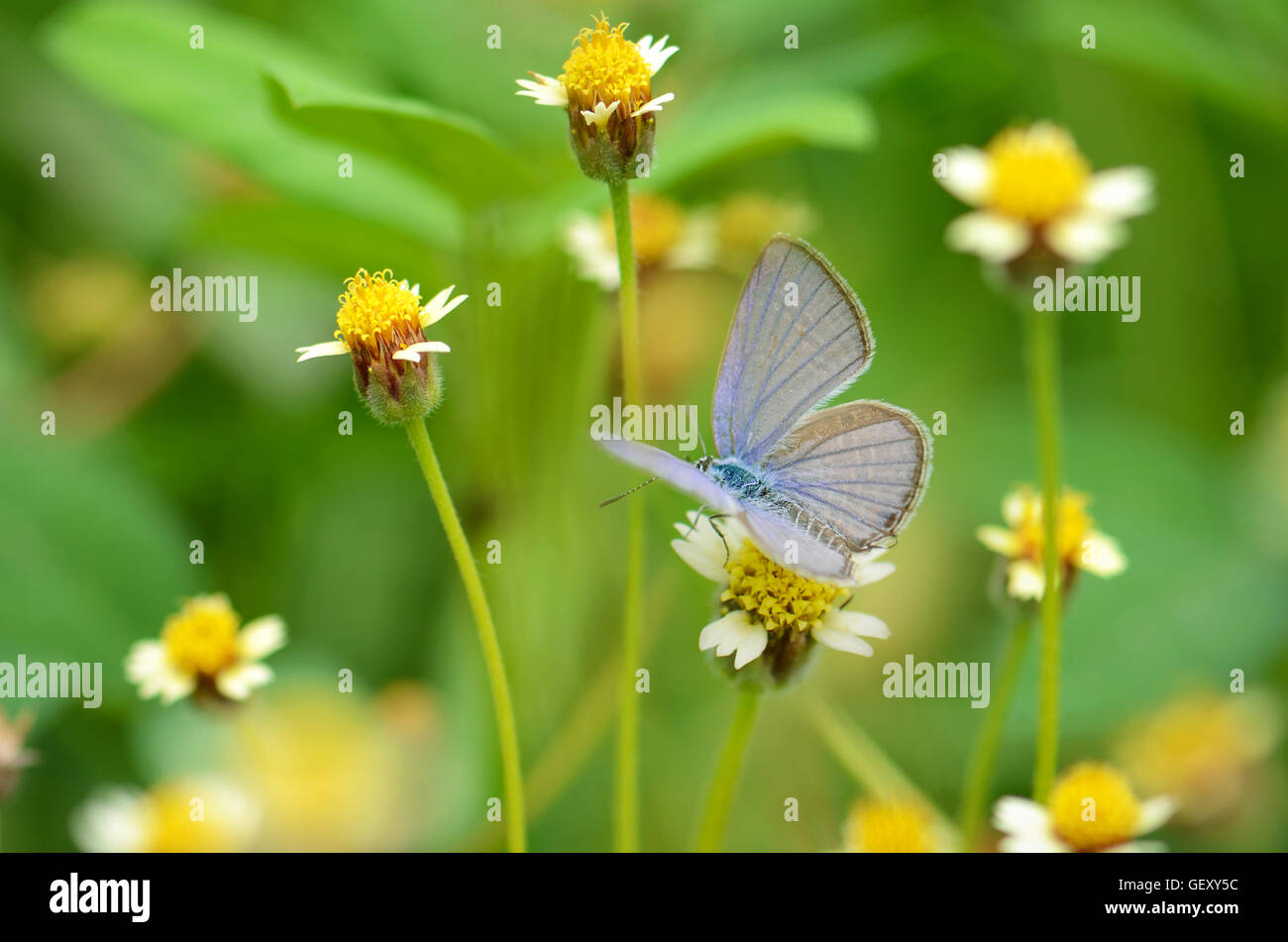 Small butterfly on Mexican daisy flower with natural green background. Stock Photo