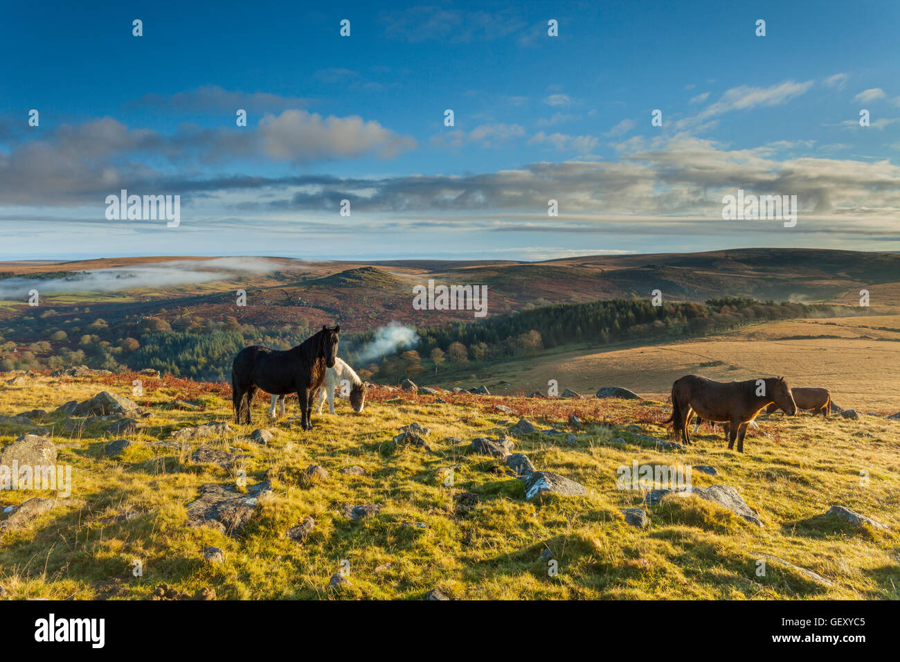Dartmoor ponies on Sheepstor in Dartmoor Stock Photo Alamy