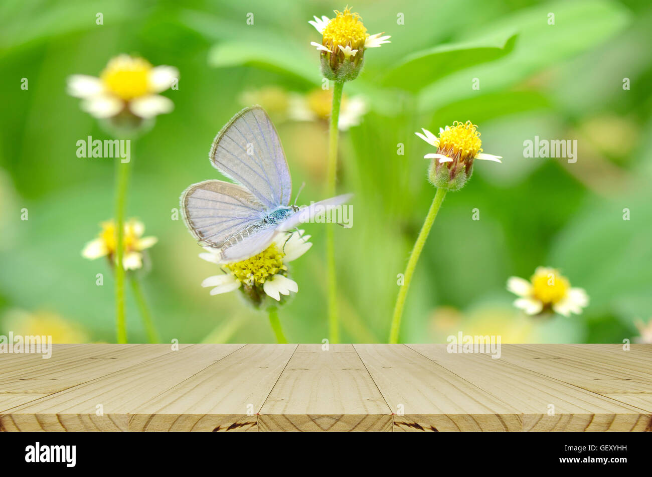 Picnic table with small butterfly on Mexican daisy flower field. Stock Photo