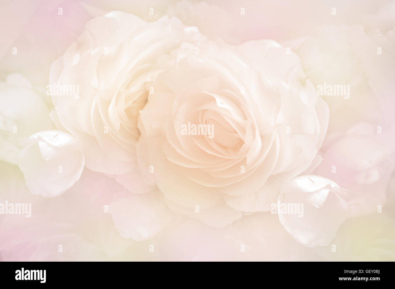Roses in Soft Pastel Tone. Stock Photo