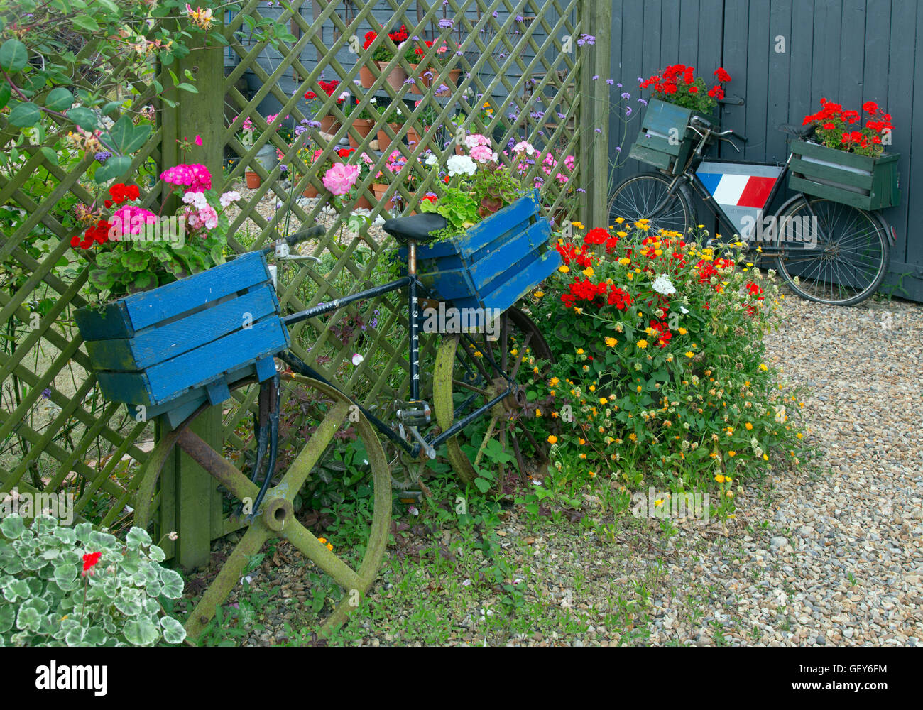 Old bicycles used as planters and Pot Garden in flower July Norfolk Stock Photo