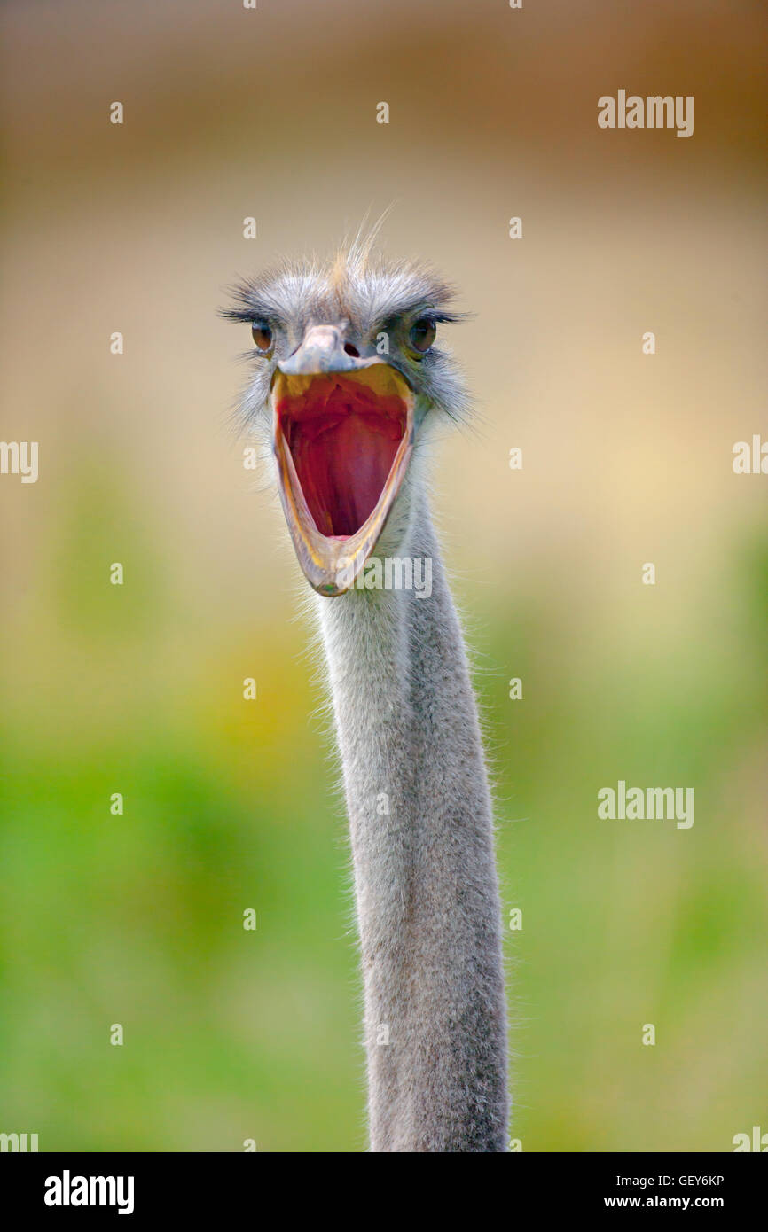 Domestic farmed Ostrich Struthio camelus a yawning portrait Stock Photo
