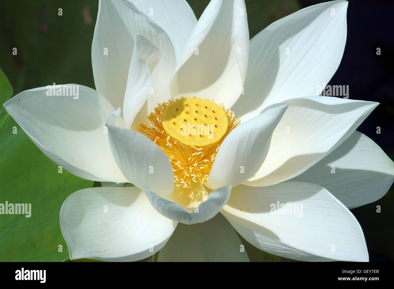 Vietnamese flower, pure white lotus flower, symbol of Vietnam at Mekong Delta, closeup of beautiful bloossom Stock Photo