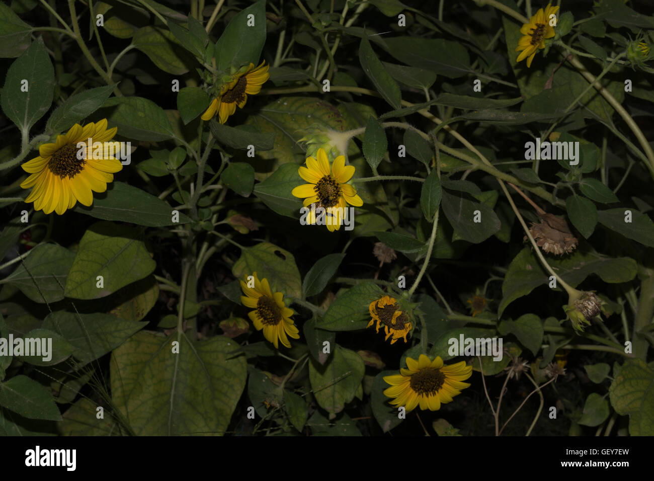 A Honey Bee is collecting pollen grains a on Sunflower Stock Photo - Alamy