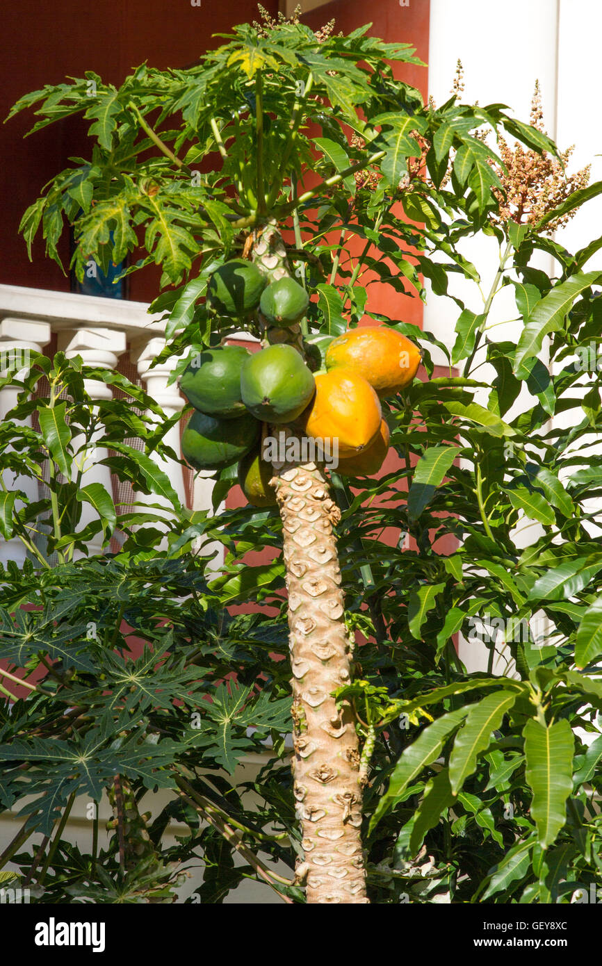 One tree of papaya with yellow and green ripe fruits. Asian good taste