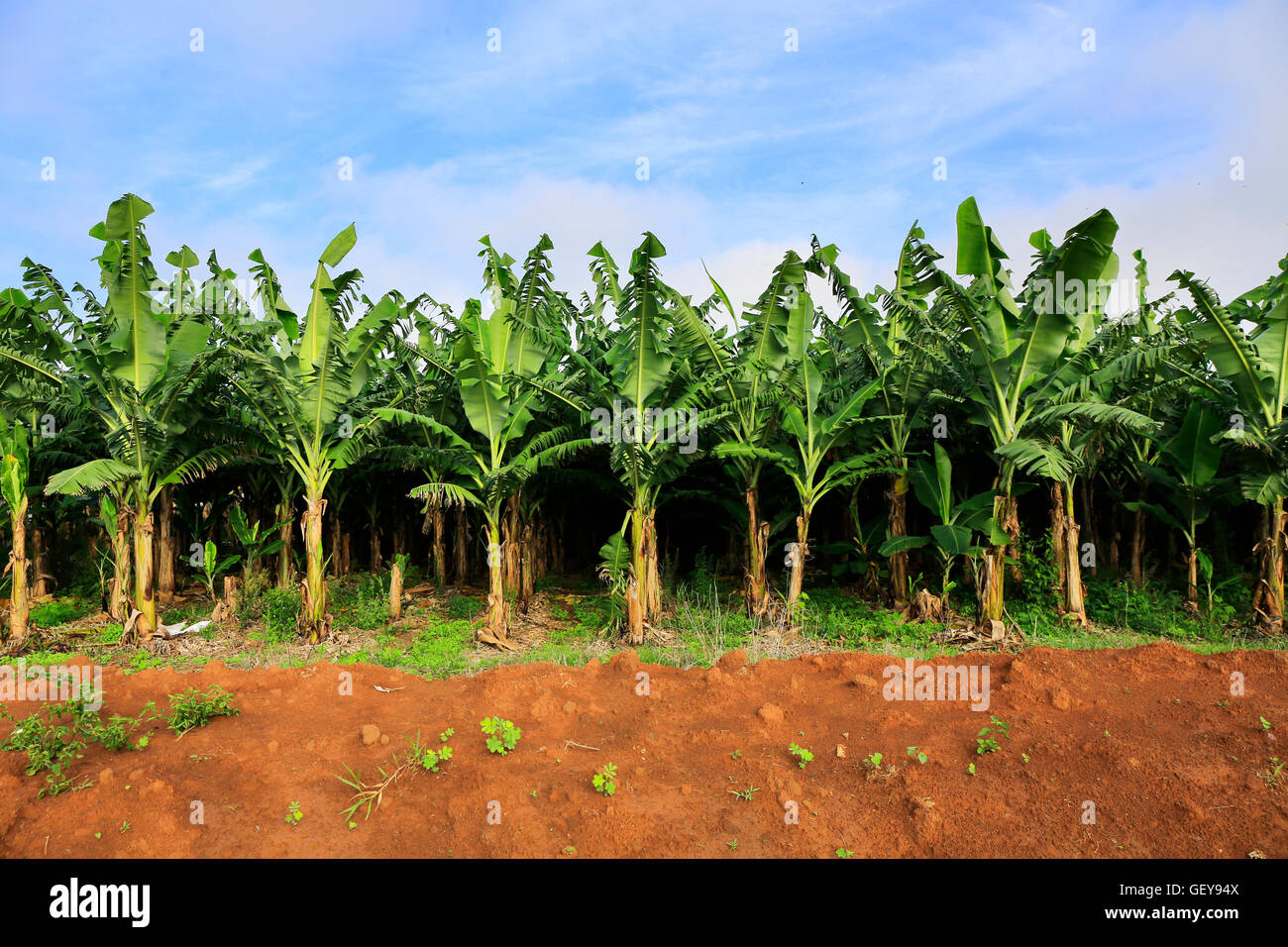 Banana Plantation Field in Vietnam Stock Photo Alamy