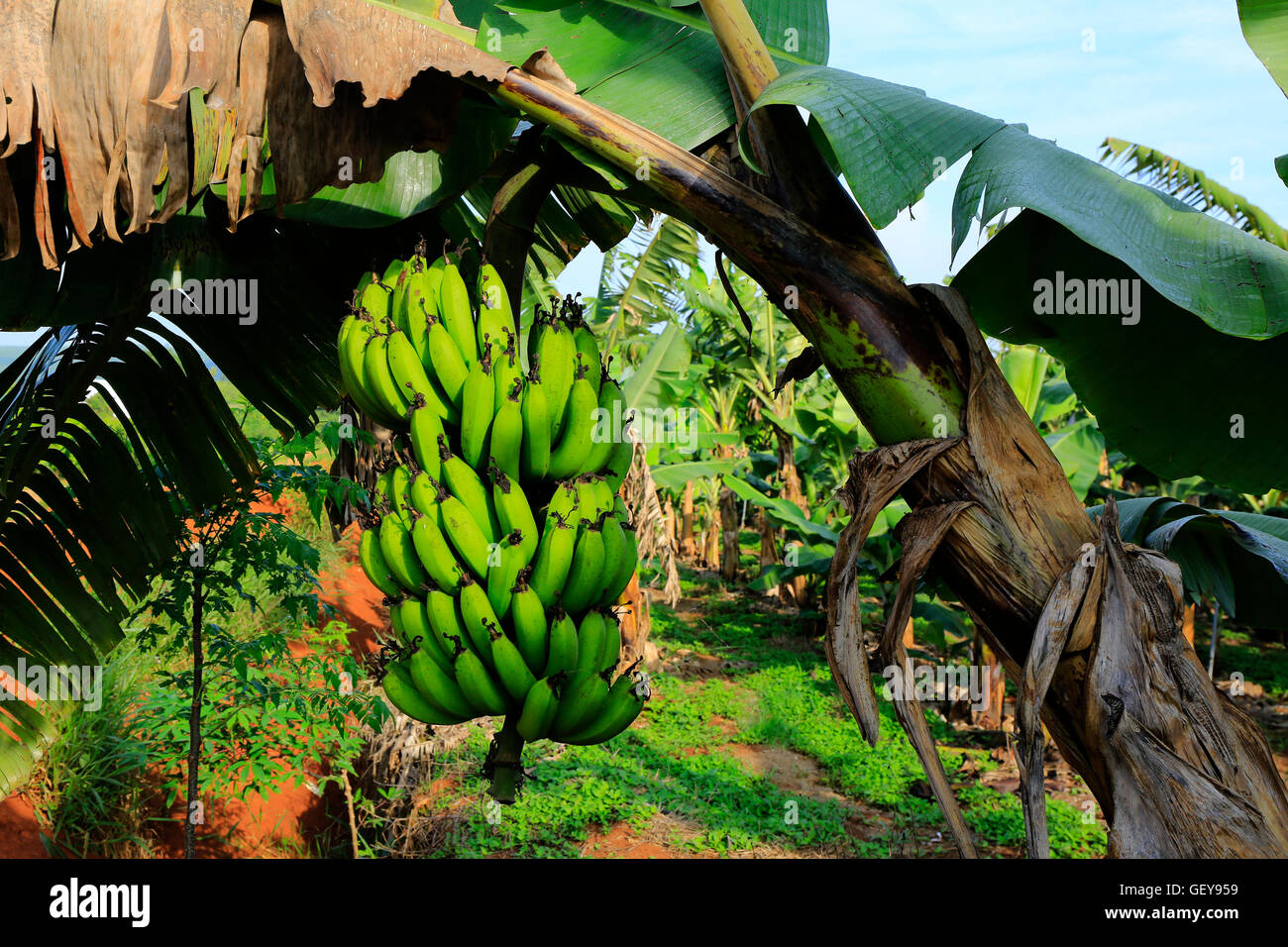 Banana Plantation Field in Vietnam Stock Photo: 112467301 ...