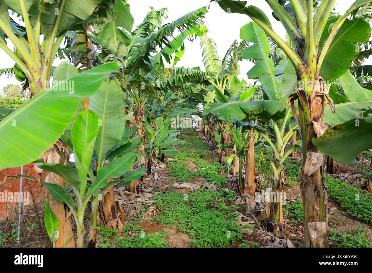 Banana Plantation Field in Vietnam Stock Photo - Alamy